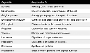 Cell organelles are specialized structures of the cell. Definition Of Cellular Organelles Chegg Com