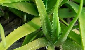 2 comment rempoter un aloe vera sans racine ? Aloe Vera Culture D Une Plante Connue Pour Ses Bienfaits Dossier