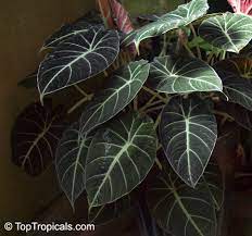 Alocasia reginula is one of a very few almost black plants in the nature. Alocasia Black Velvet Alocasia Reginula Dwarf Alocasia Toptropicals Com
