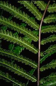 Image result for Cyclosorus interruptus