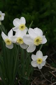 File Narcissus Segovia 2013 071 Jpg Narcissus Segovia Sedum