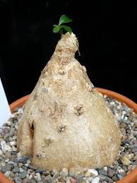 Image result for Cyphia