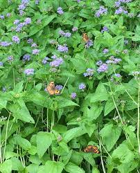 A Choice Of Blue Piedmont Master Gardeners