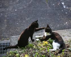 madaranian on Instagram: “頭 ポンポン 今日も暑かったにゃ . . #cat #cats #catstagram  #catlovers #猫 #ねこ#ネコ#野良猫 #公園猫#自然森公園のにゃん達 . . . 猫界でも... 胸キュンするのでしょうか...^^; .  . #僕… | 猫, 野良猫, ネコ