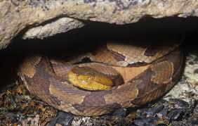 the venomous snakes of tennessee