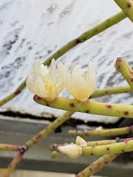 Image result for Rhipsalis baccifera