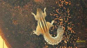 A Squirrel Raiding An Abandoned Beehive Squirrel Animals Bee Hive