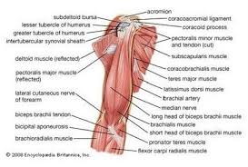 Need To Get All These Ready Muscle System Arm Anatomy Arm Muscles