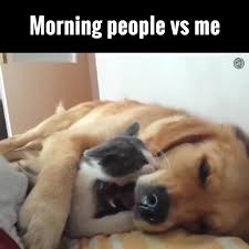 Cats And Dogs Can Be Good Friends Follow Us For More Videos Funnypuppydogsvideos Cute Funny Animals Funny Animal Memes Funny Dog Memes