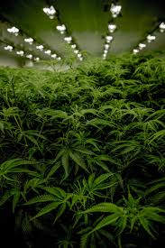 Bank of ganja wallpaper, 420, marijuana, weed. 900 Weed Background Images Download Hd Backgrounds On Unsplash