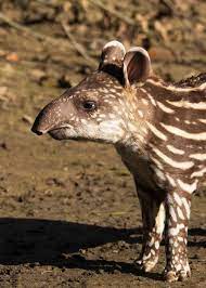 In fact, ecuador is the world's smallest megadiverse country and has. What Animals Live In Ecuador S Amazon Rainforest Our 7 Favorites Latin Roots Travel