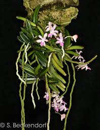 Image result for Orthochilus subulatus