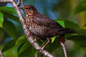 Juvenile blackbird (turdus merula, amsel, jungvogel). Amsel Schwarzdrossel Turdus Merula Www Natur In Nrw De