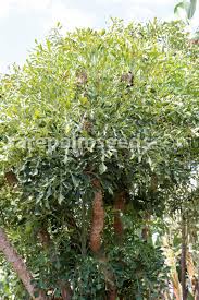Image result for Cussonia spicata