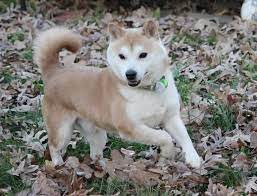 Adopt Ichigo On Petfinder Shiba Inu Dog Shiba Inu Pets