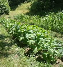 Grow And Process Tobacco Small Space Gardening Outdoor Gardens Tobacco