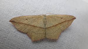 Image result for Timandra griseata