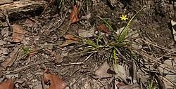 Image result for Hypoxis kilimanjarica