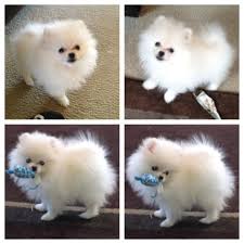 Black And Brown Pomeranian Puppies For Sale The Bomb Poms Pomeranians White Pomeranian Puppies Pomeranian Puppy For Sale White Pomeranian