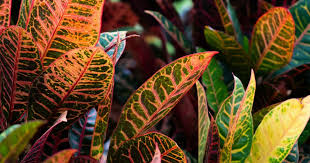 Image result for Croton