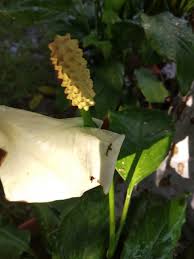 Image result for Lipotriche marlothiana