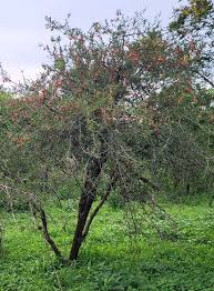 Image result for Ximenia afra