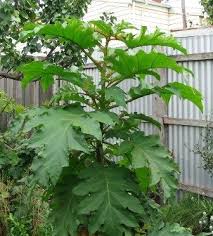 Image result for Solanum chrysotrichum