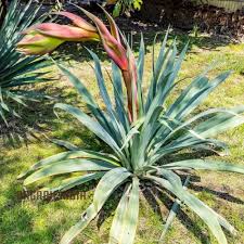 Image result for Beschorneria yuccoides