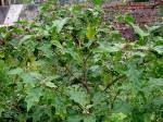 Image result for Solanum grossidentatum