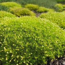 Image result for Sagina abyssinica