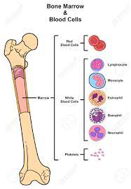 Long bone labeled red marrow. Bone Marrow Infographic Diagram Including Femur Reproduction Of Red White Blood Cells Platelets Lymphocyte Monocyte Esinophill Basophill Neurophill For Medical Science Education Royalty Free Cliparts Vectors And Stock Illustration Image 80715590