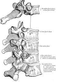 The thoracic spine has 12 vertebrae stacked on top of each other, labeled from t1 down to t12. Thoracic Vertebrae Physiopedia