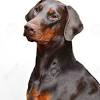 Dobamann puppies for adoption updated their profile picture. 1