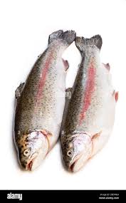 Fresh raw rainbow trout fish isolated on white Stock Photo - Alamy