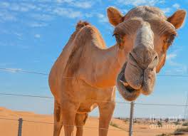 Choose from 60+ desert camel graphic resources and download in the form of arab desert camel aladdins lamp. 2 Arabian Camel In The Desert Photograph By Norm Lane