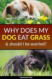 Why Does My Dog Eat Grass Is It Dangerous Tiny Terrier Dogs Eating Grass Dog Eating Dogs