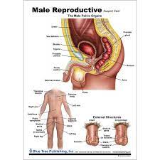 Overview of the male anatomy. Male Reproductive Anatomical Chart