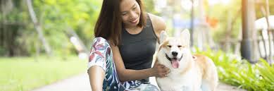 Along with our wide range of services, we offer over 35,000 sqft of indoor/outdoor play space and luxury suites at an affordable price. Are You Cut Out To Run A Kennel Or Pet Boarding Business