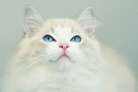 koshachaya fotografiya regdoll fofurasfelinas odin 800x533 ru 3795 cats cute cats crazy cats