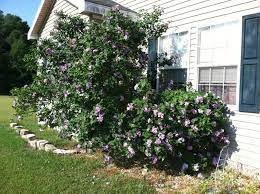 Growing Rose Of Sharon Shrubs Rose Of Sharon Bush Rose Of Sharon Garden Front Of House