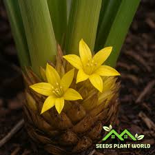 Image result for Curculigo pilosa