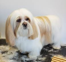 Grooming salon training classes petshotel boarding doggie day camp banfield pet hospital. All Paws Dog Grooming Salon Home Facebook