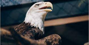 صور نسر خلفيات نسور جميلة احلي صور نسور في العالم موقع حصري eagle pictures eagle fearless