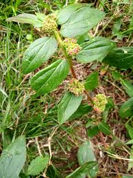 Image result for Euphorbia hirta