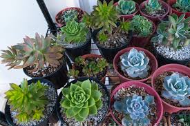 The name cacti or cactus has been adopted by the masses as the universal term to describe succulent plants. Deciding Which Cacti To Grow Abs Cbn Lifestyle