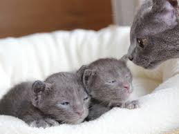 Jahrhundert bei einer katzenshow in großbritannien als blaue siamkatze ausgestellt. Korat Katzen Of San Chai