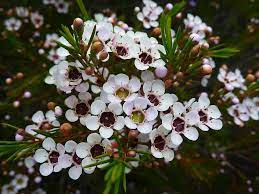 Image Result For Geraldton Wax White White Wax Flower Wax Flowers Seasonal Flowers