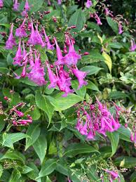 Image result for Strobilanthes hamiltoniana