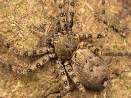 Image result for Sinopteridaceae