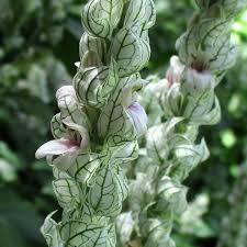 Image result for Justicia phyllostachys